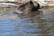 16 - Grouse Mountain - IMG_1530